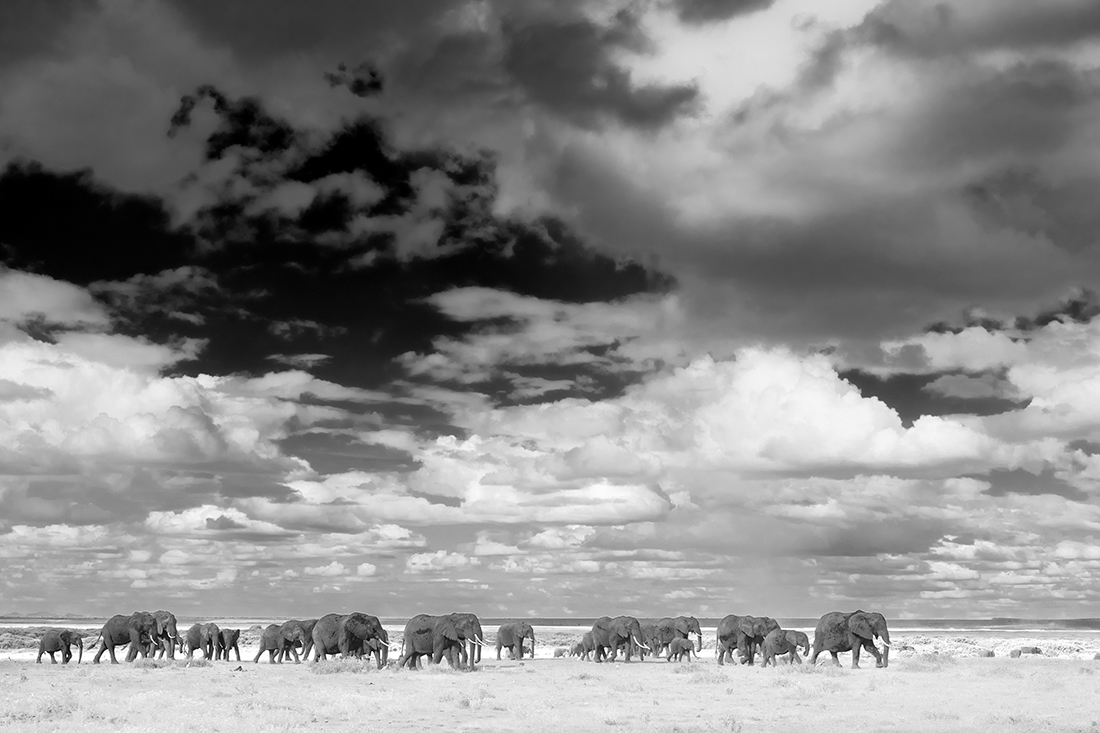 Elephants at Amboseli National Park
