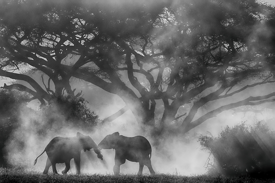Elephants at Amboseli National Park