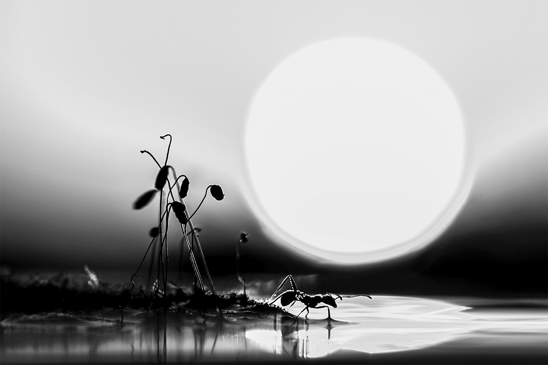 Ant in sunset