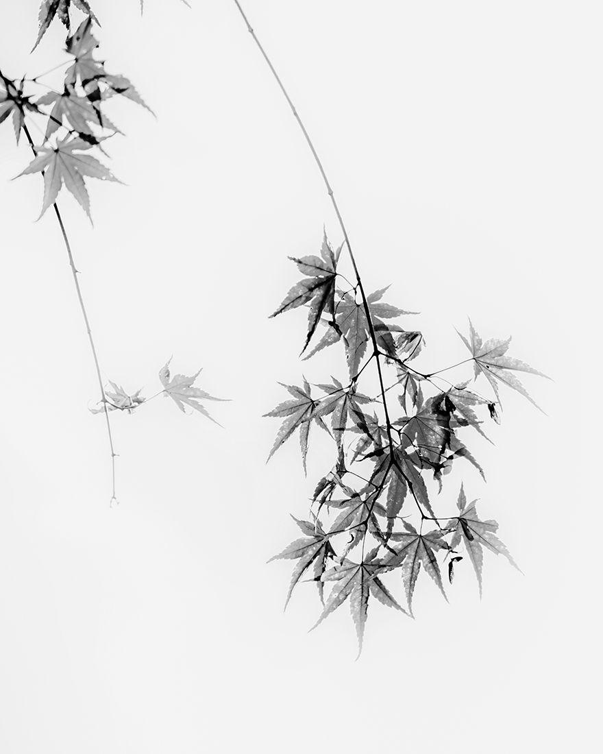 Oriental Ink Painting