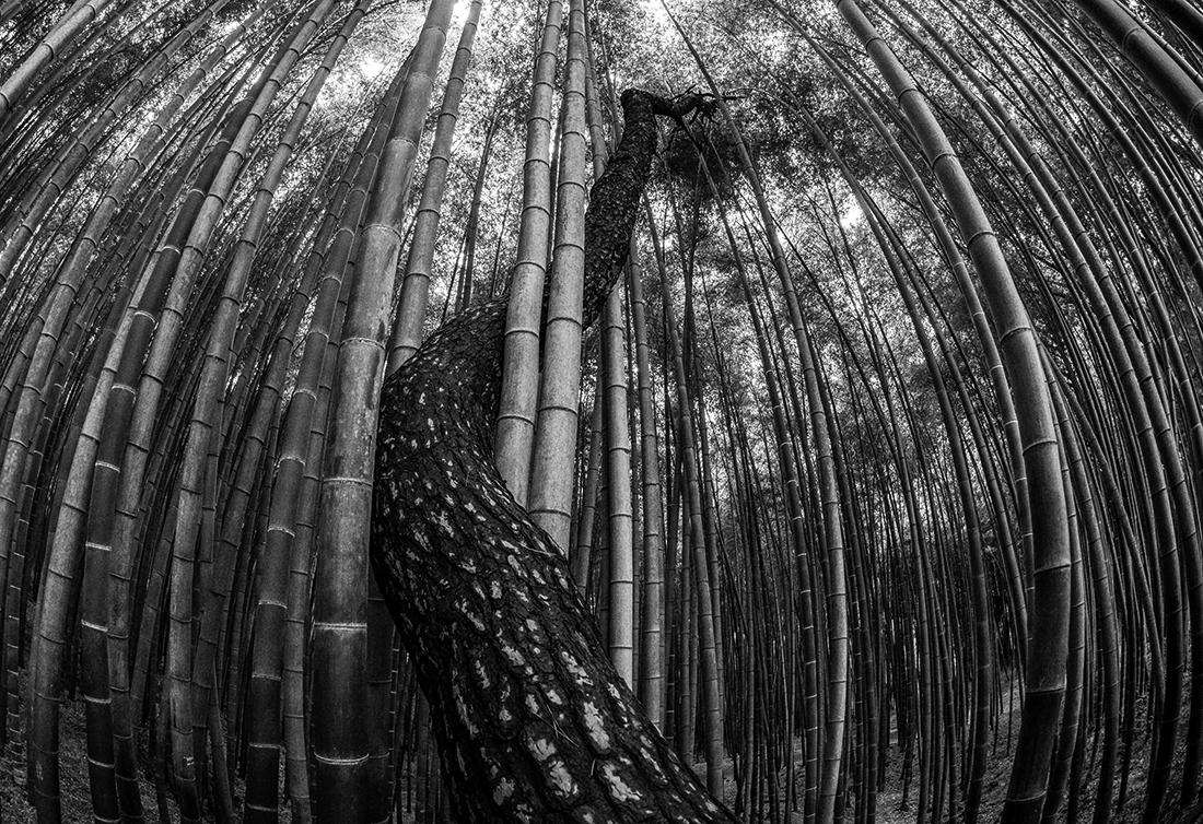Bamboo Grove