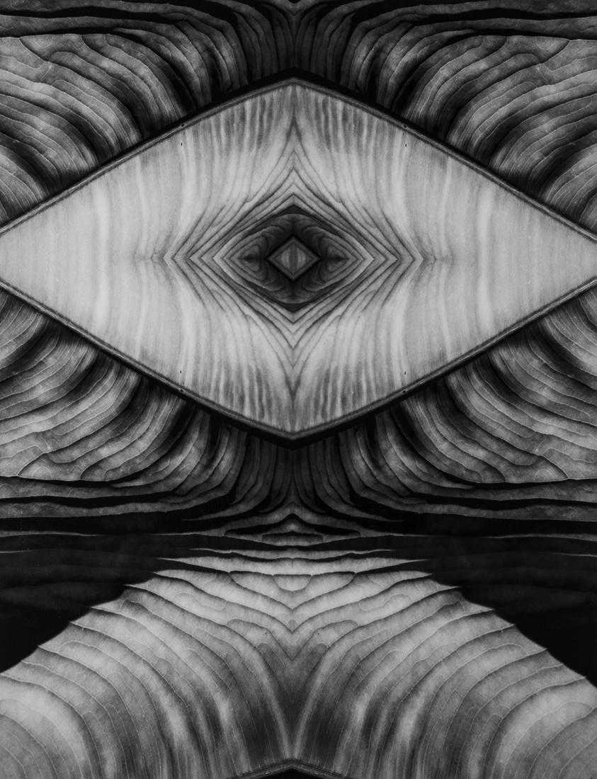 Elephant Ear Leaves Creature