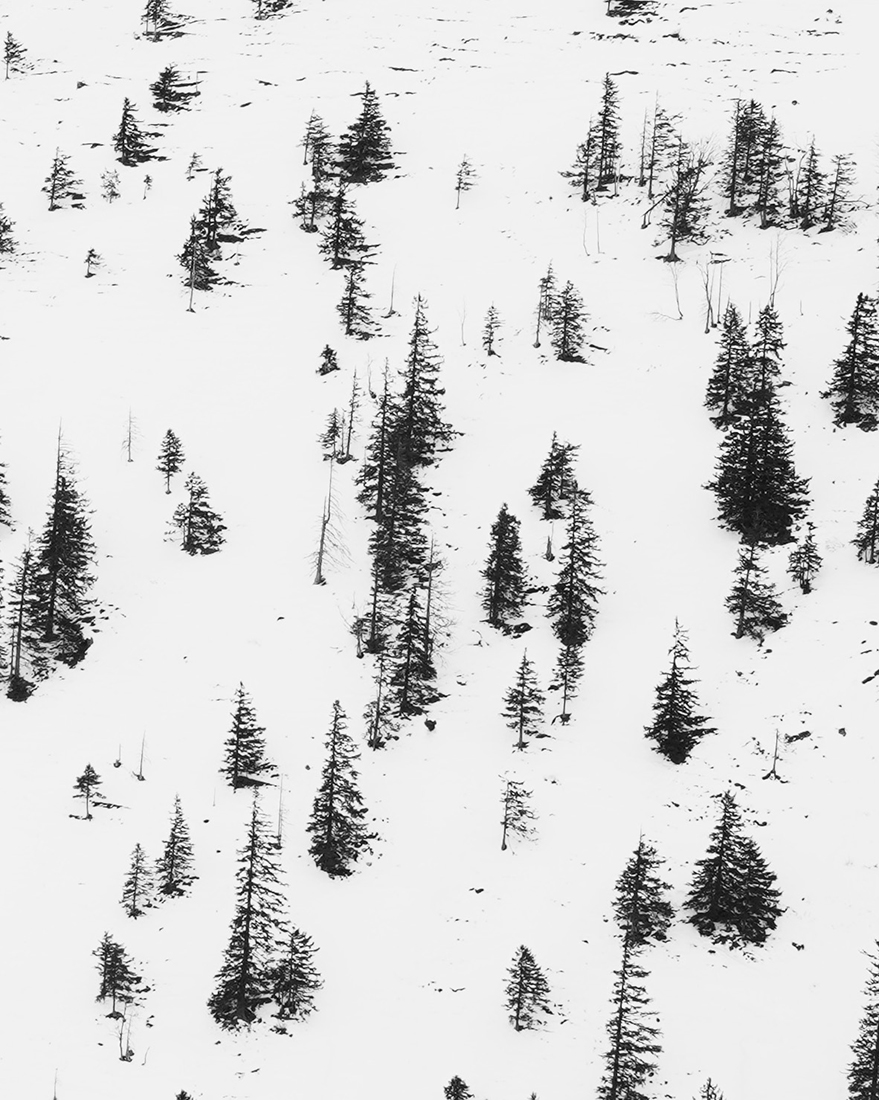 Winter Woods