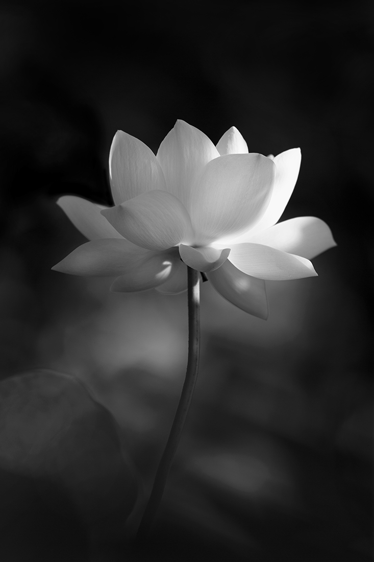 Sacred Flower