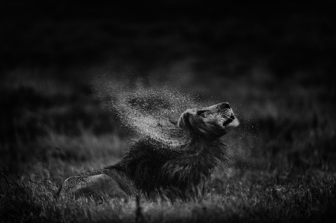 Splash Of Scar