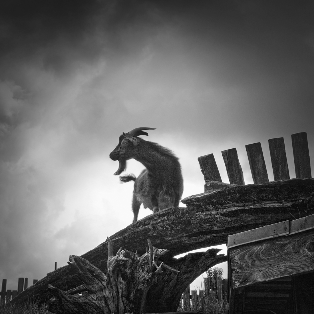 Goats On The Roof