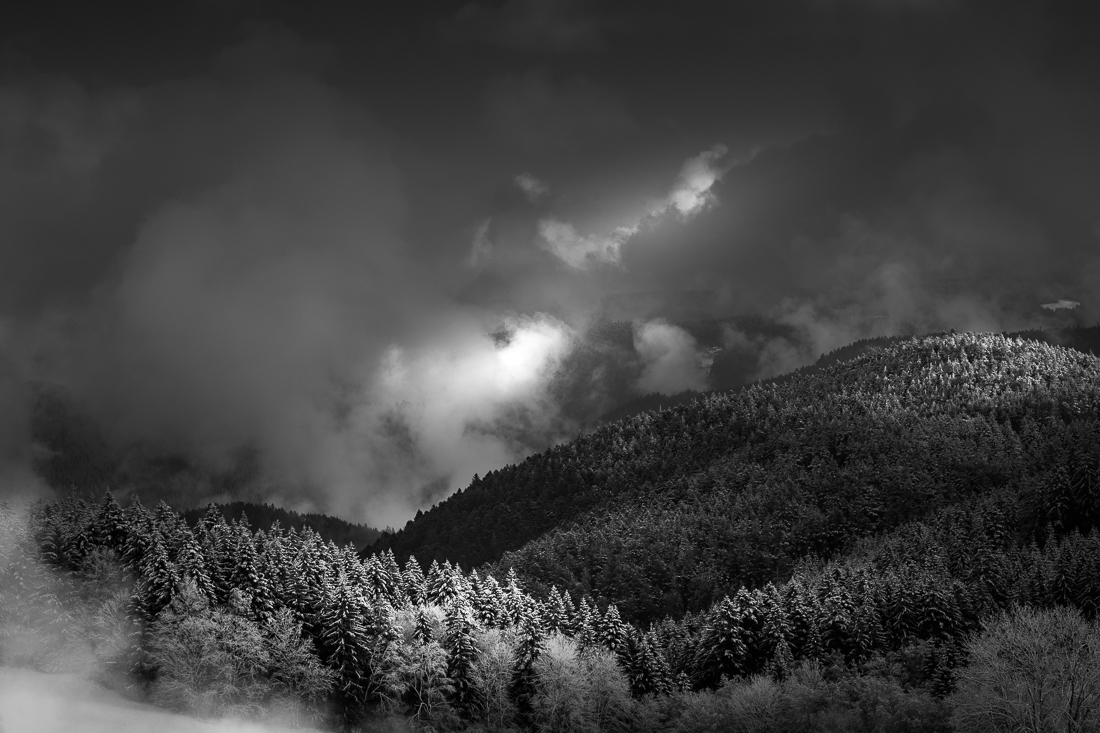 Black Forest in Black and White