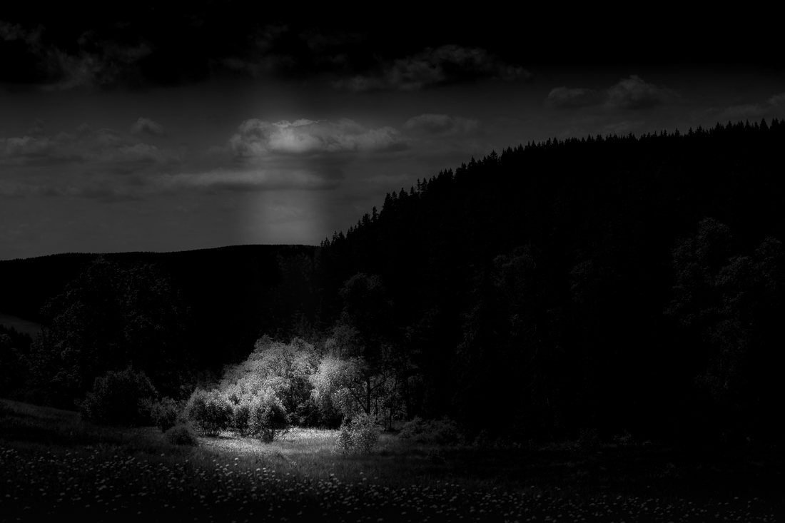 Black Forest in Black and White