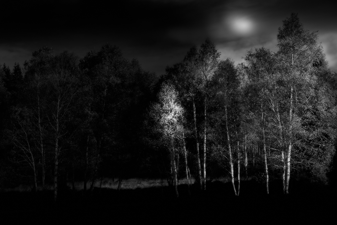 Black Forest in Black and White