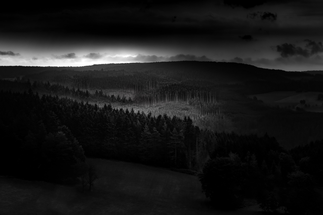 Black Forest in Black and White
