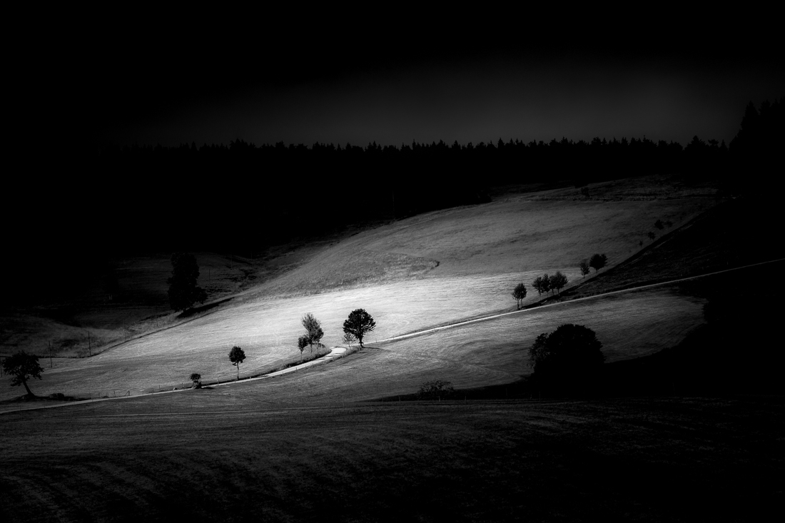 Black Forest in Black and White