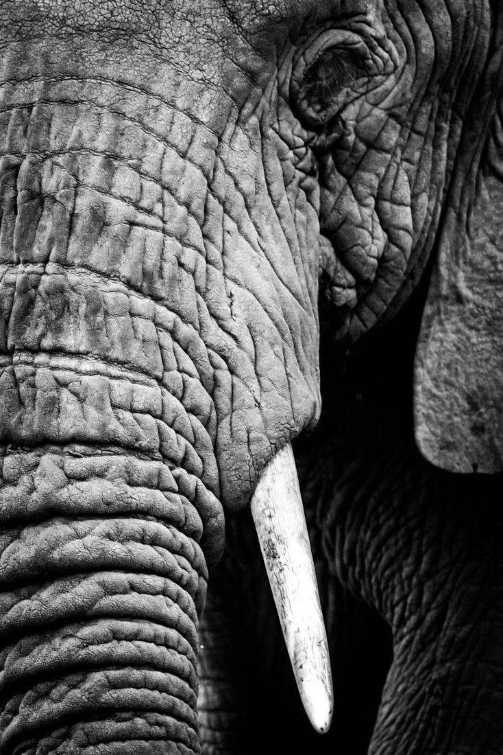 Mono close-up of half African elephant head