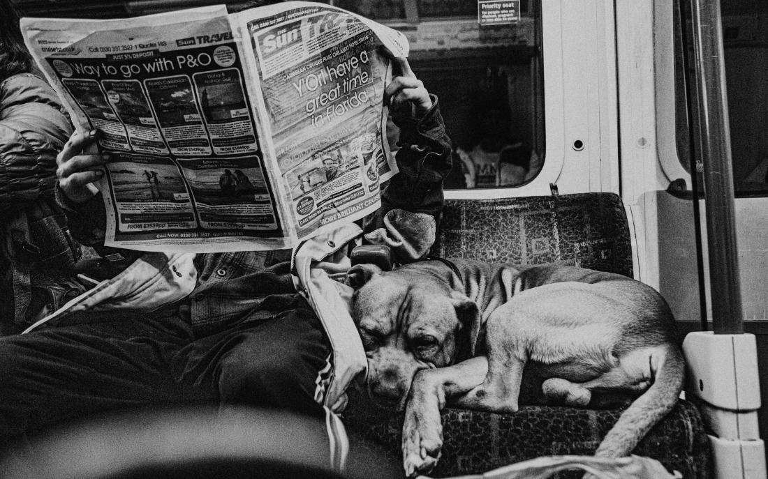 The Newspaper Dog