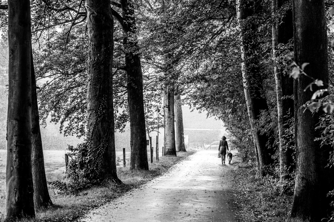 Dog walking in the rain