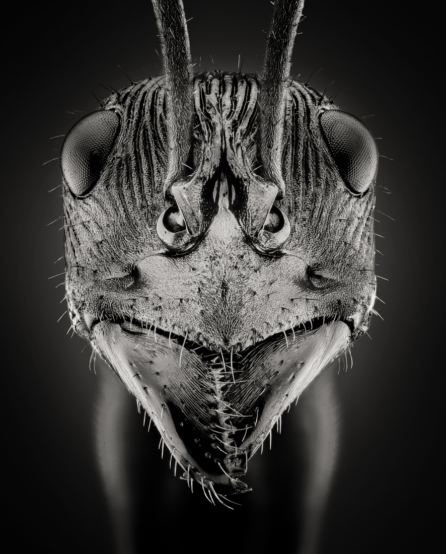 Diacamma Ant Portrait