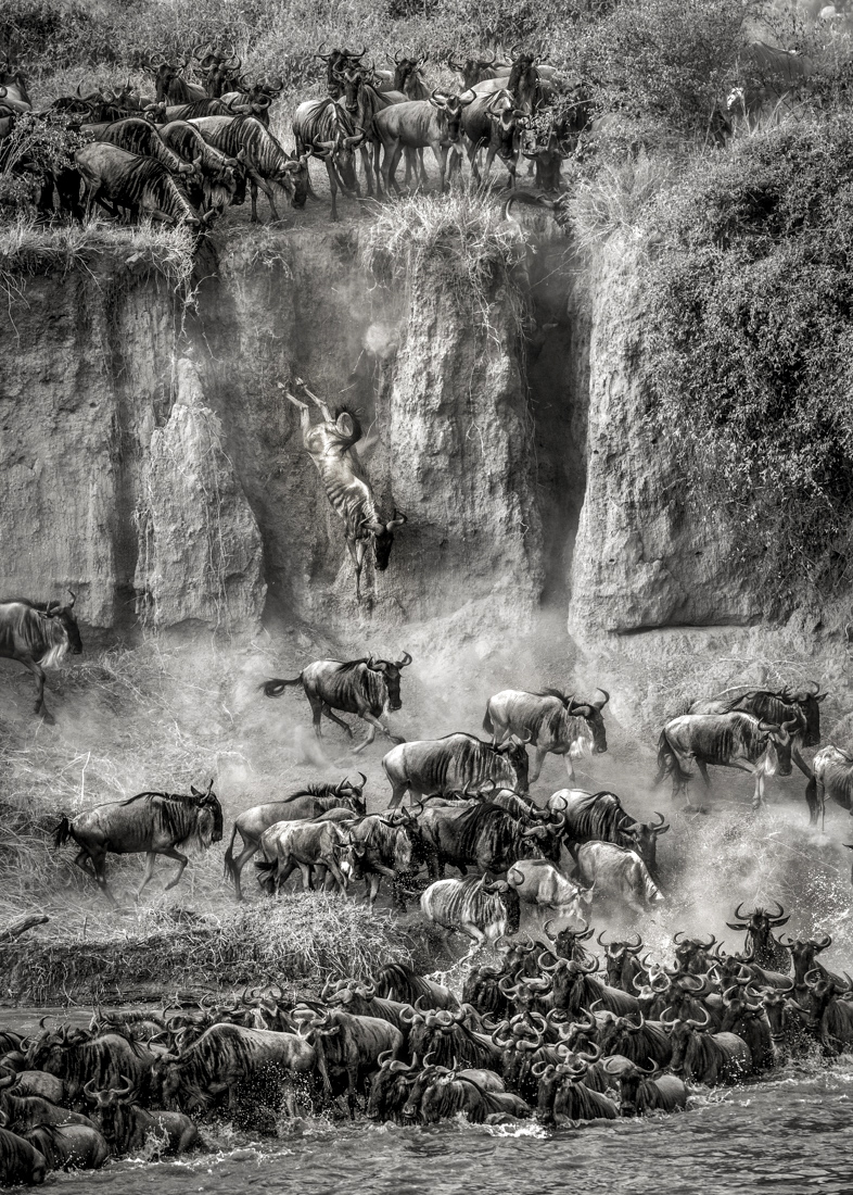Great Spectacle of Nature - Mara River Crossing