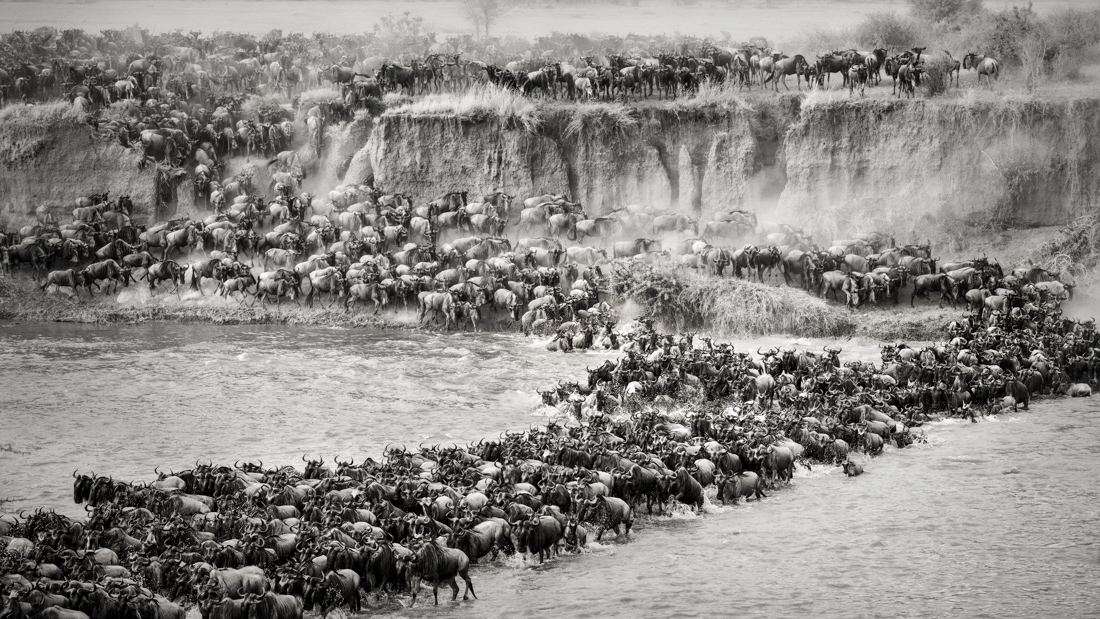 Great Spectacle of Nature - Mara River Crossing