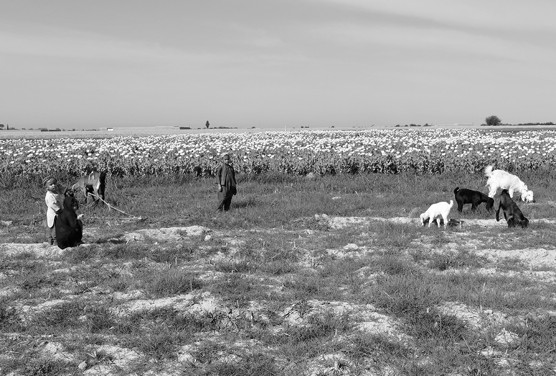People of the Poppy Fields  