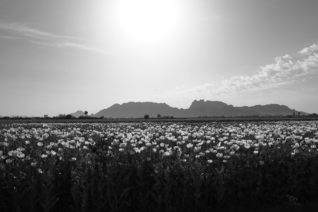 People of the Poppy Fields  