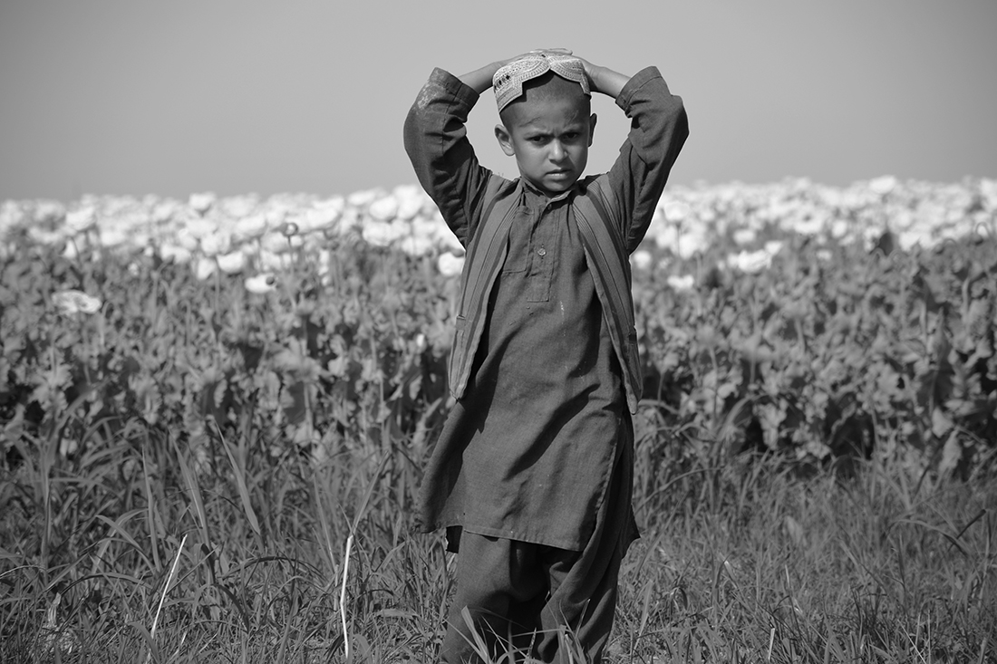 People of the Poppy Fields  