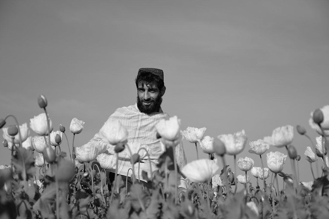 People of the Poppy Fields  