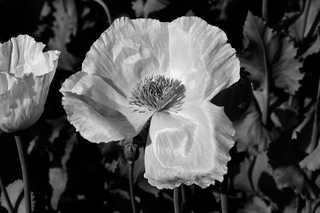 People of the Poppy Fields  