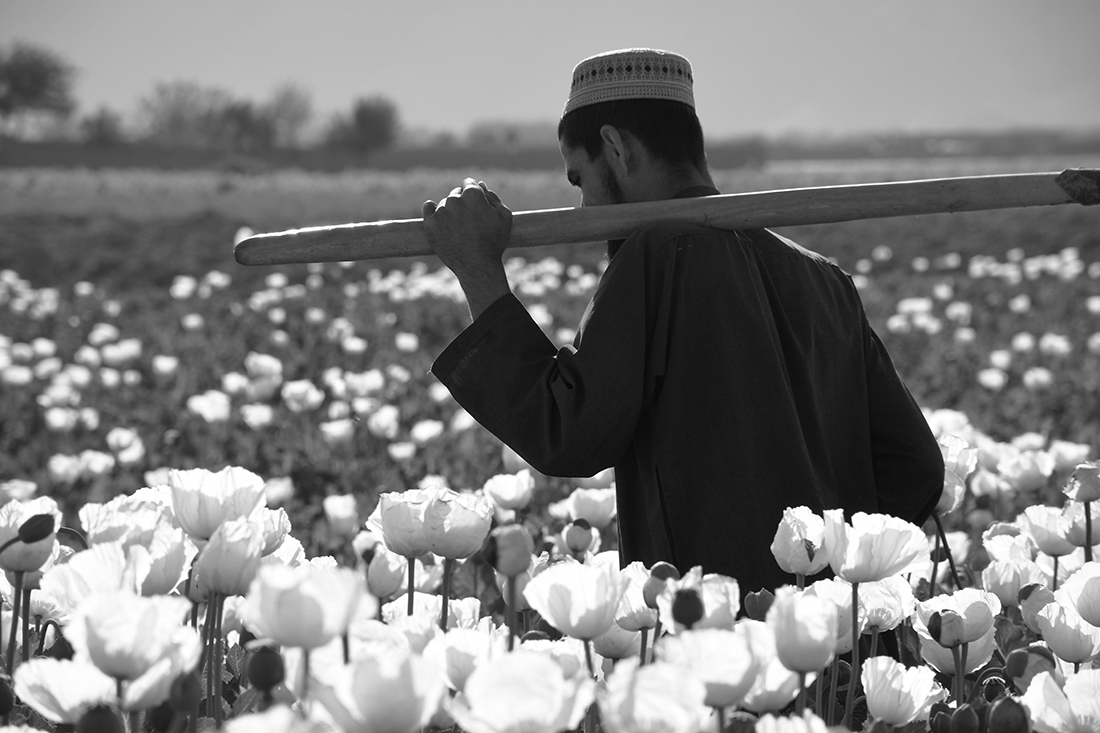 People of the Poppy Fields  