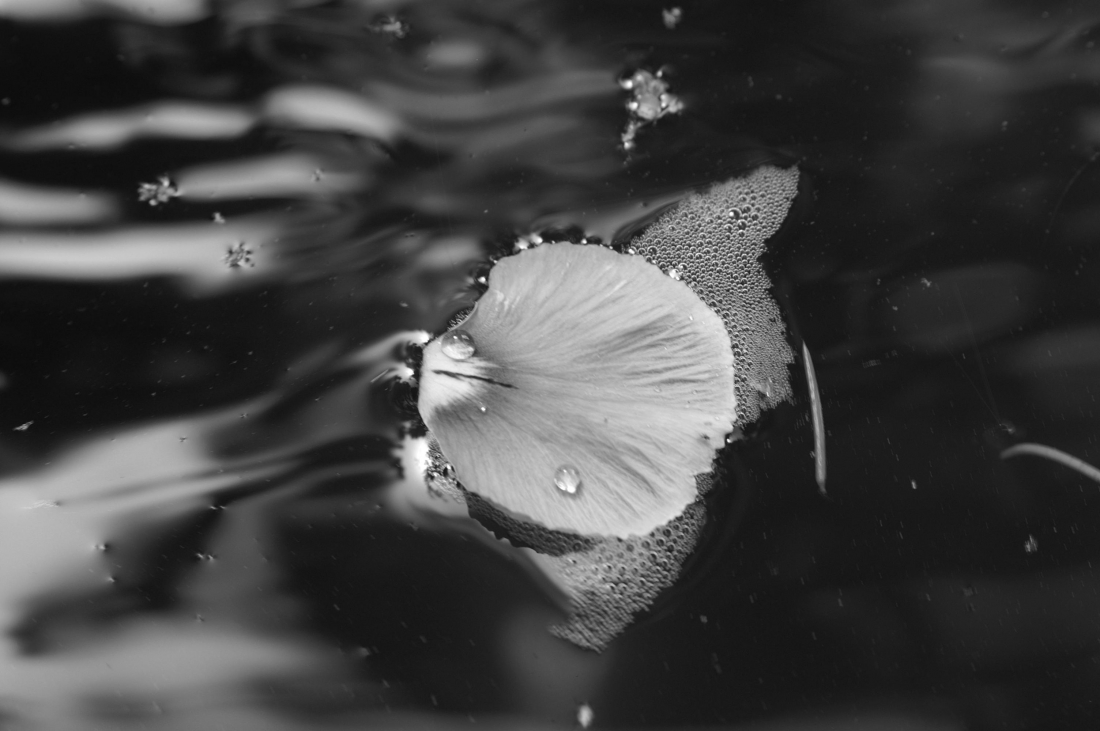 Petal 