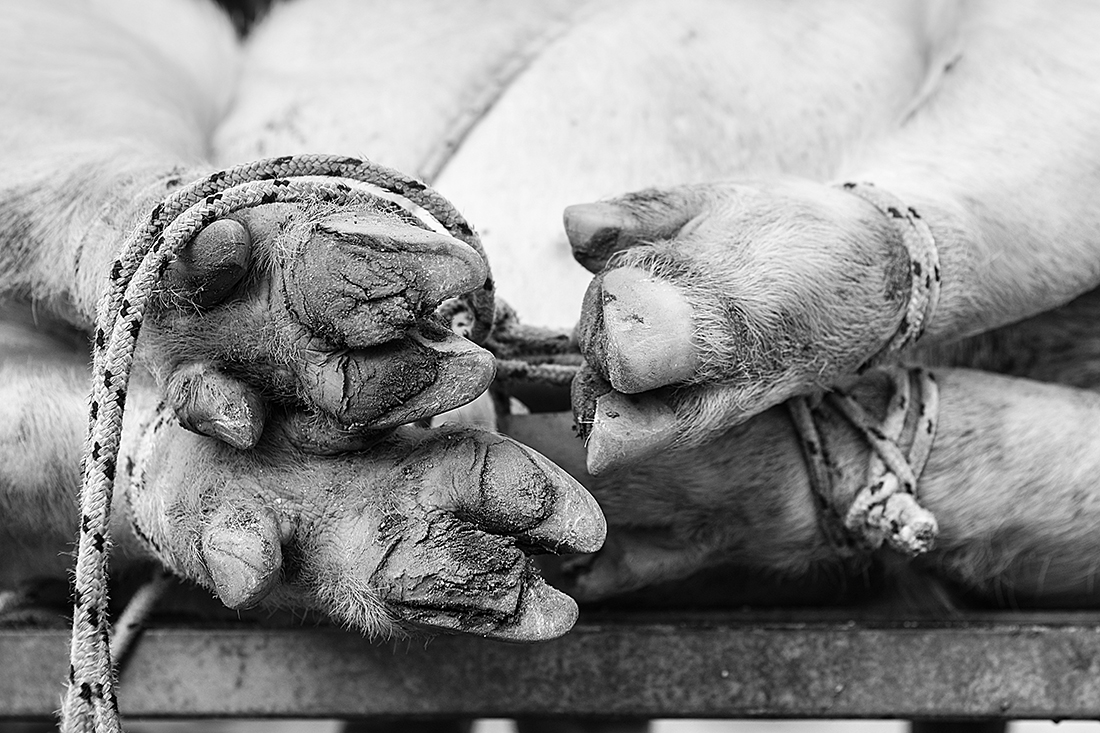 Sospensione del giudizio