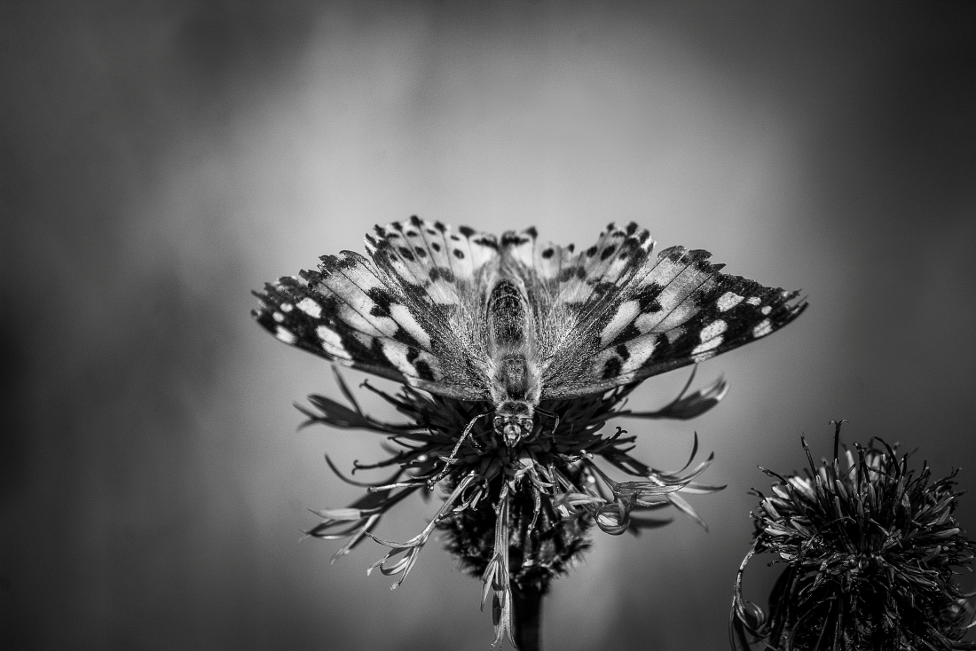 Beautiful Black and White Butterfly Macro Photos
