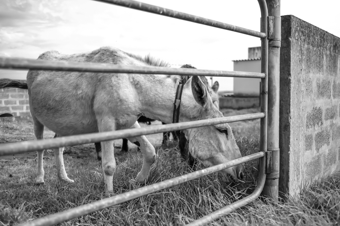 Donkey Hoof Cleaning