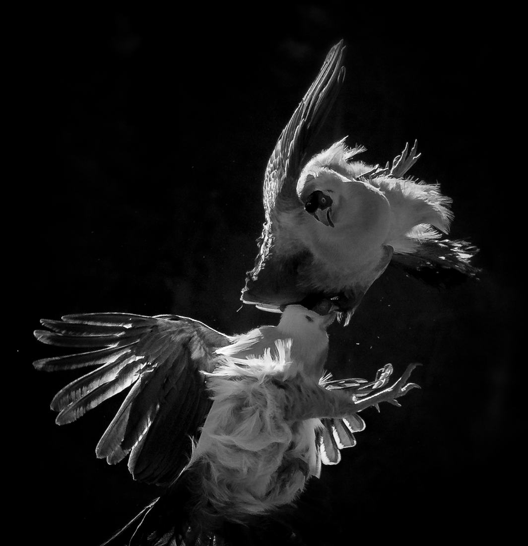 White Eared Pheasant against light