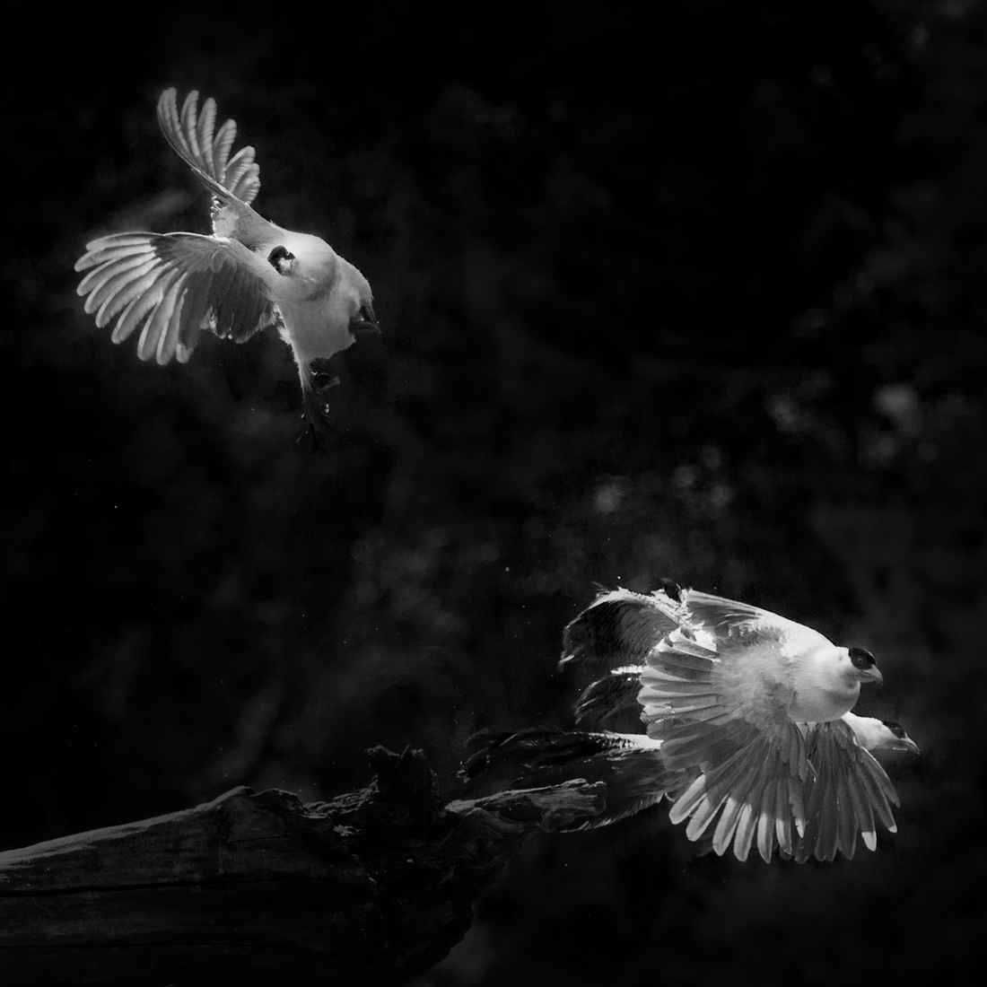 White Eared Pheasant against light