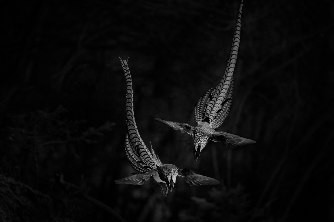 Kangding lady amherst pheasant
