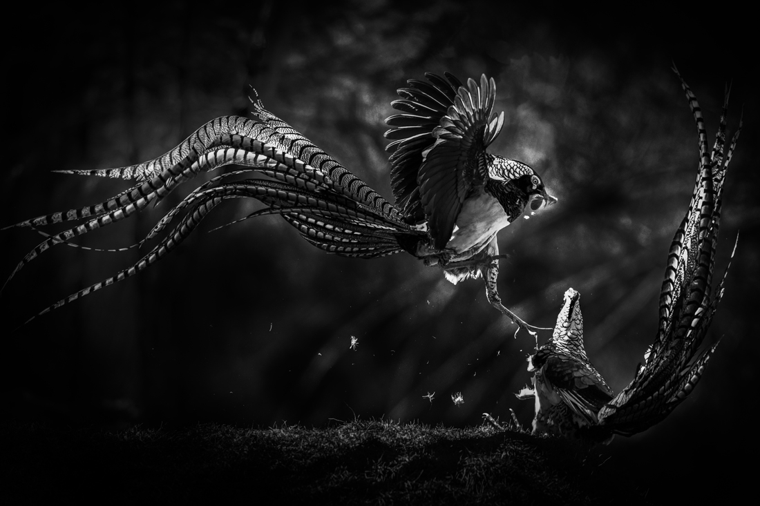 Kangding lady amherst pheasant