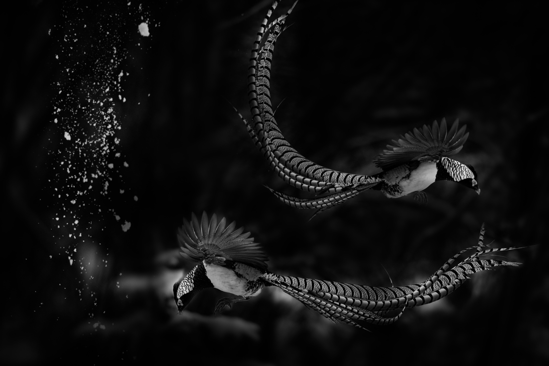 Kangding lady amherst pheasant