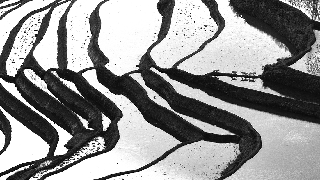 Terraced fields