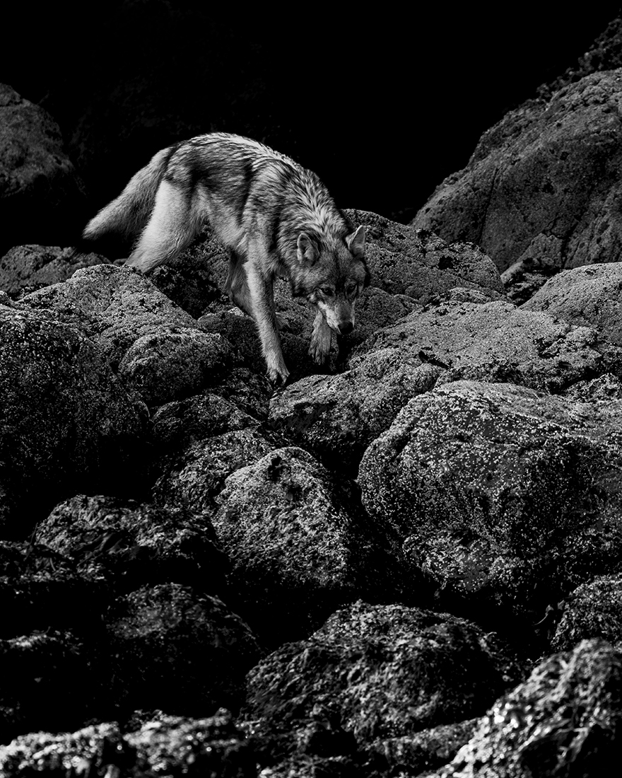 Brief Moments with Coastal Wolves