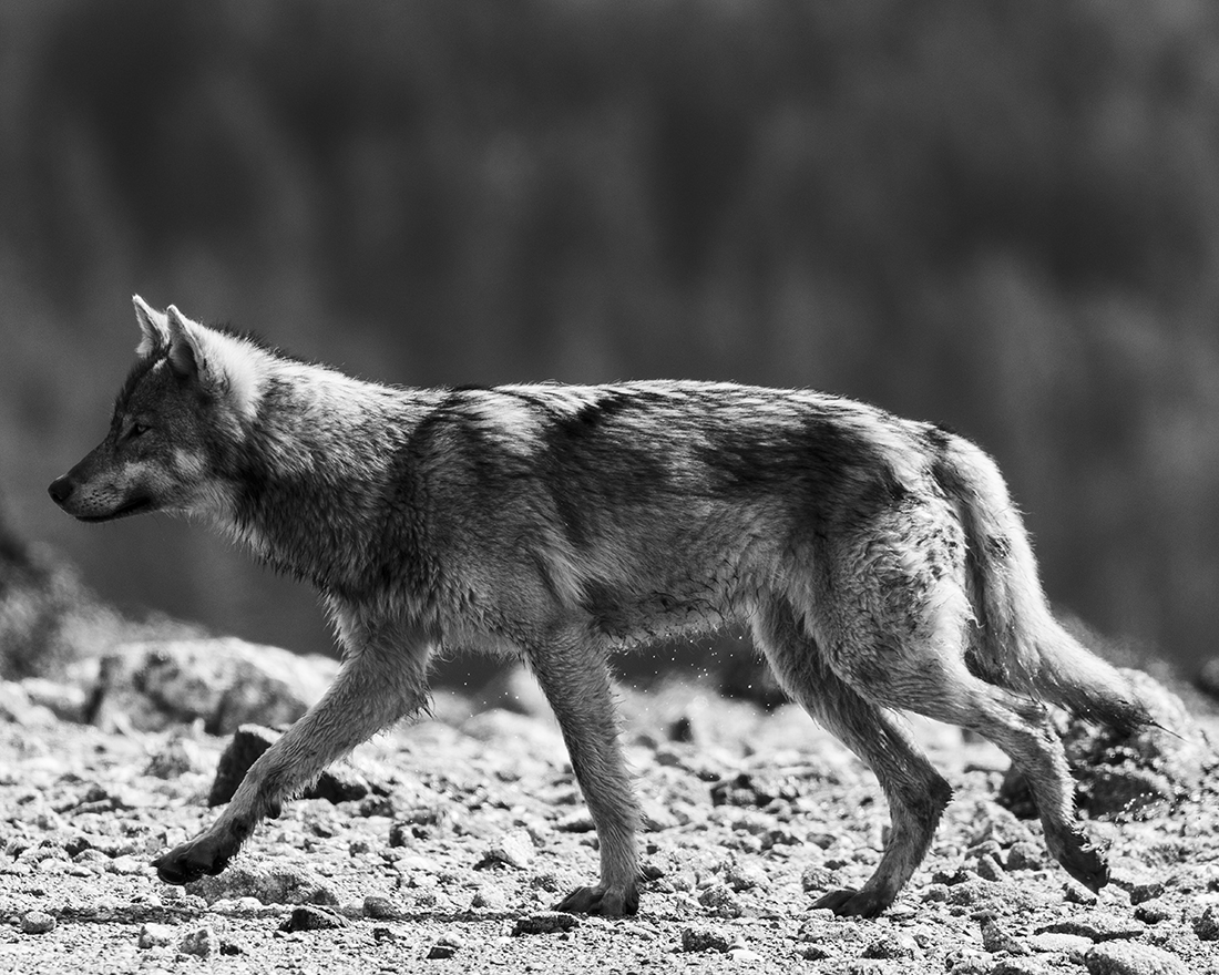 Brief Moments with Coastal Wolves