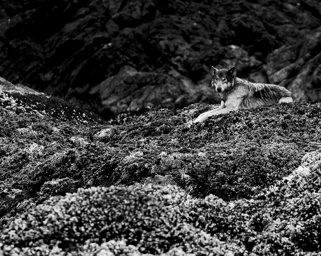 Brief Moments with Coastal Wolves