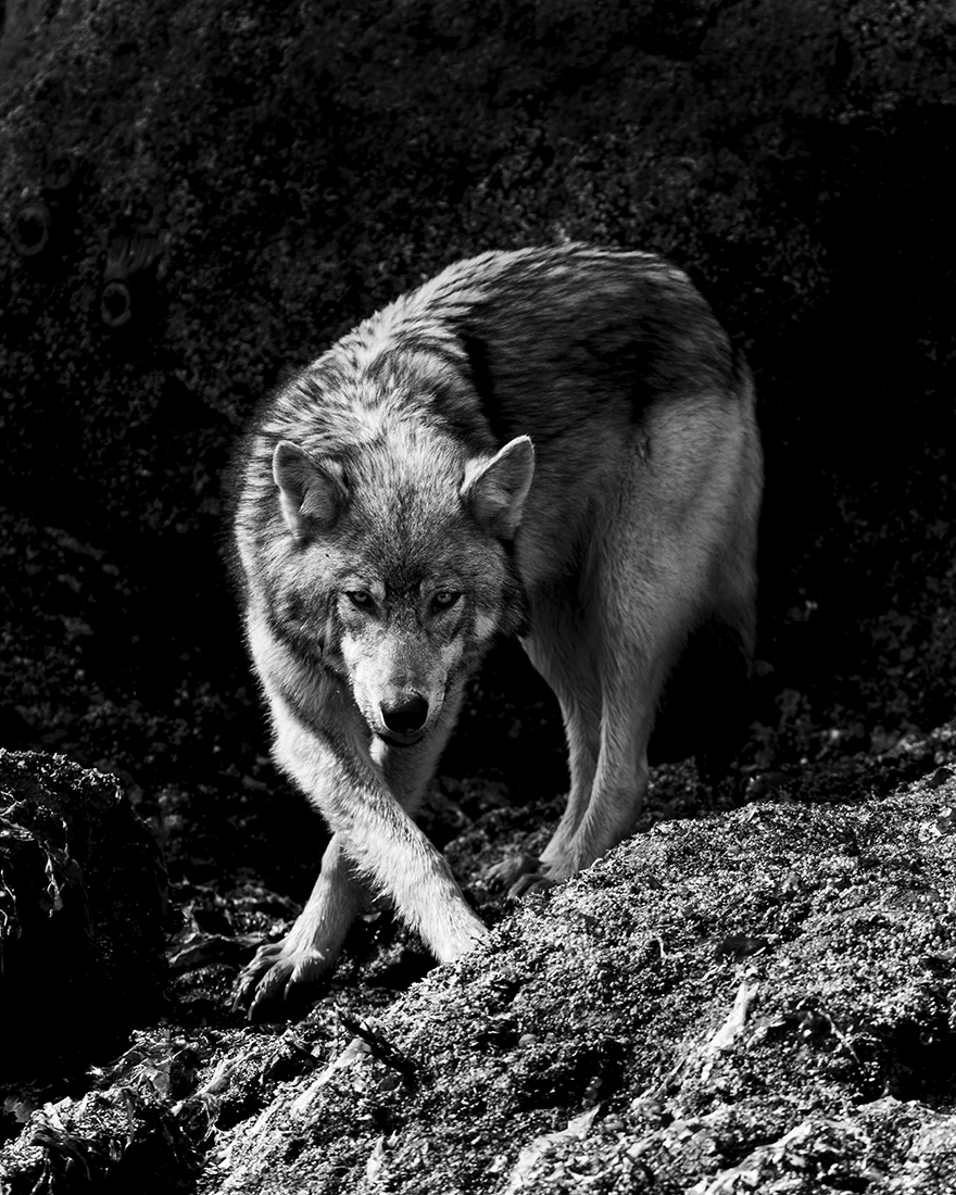 Brief Moments with Coastal Wolves