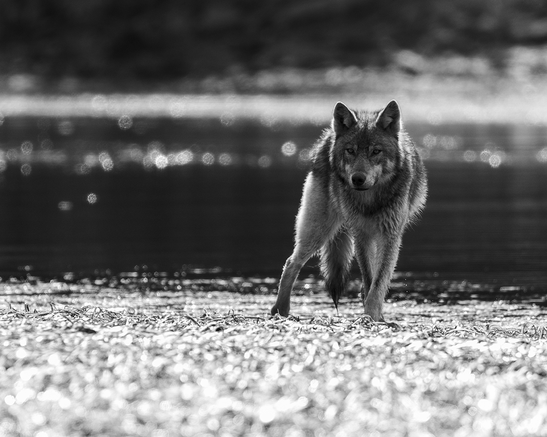Brief Moments with Coastal Wolves