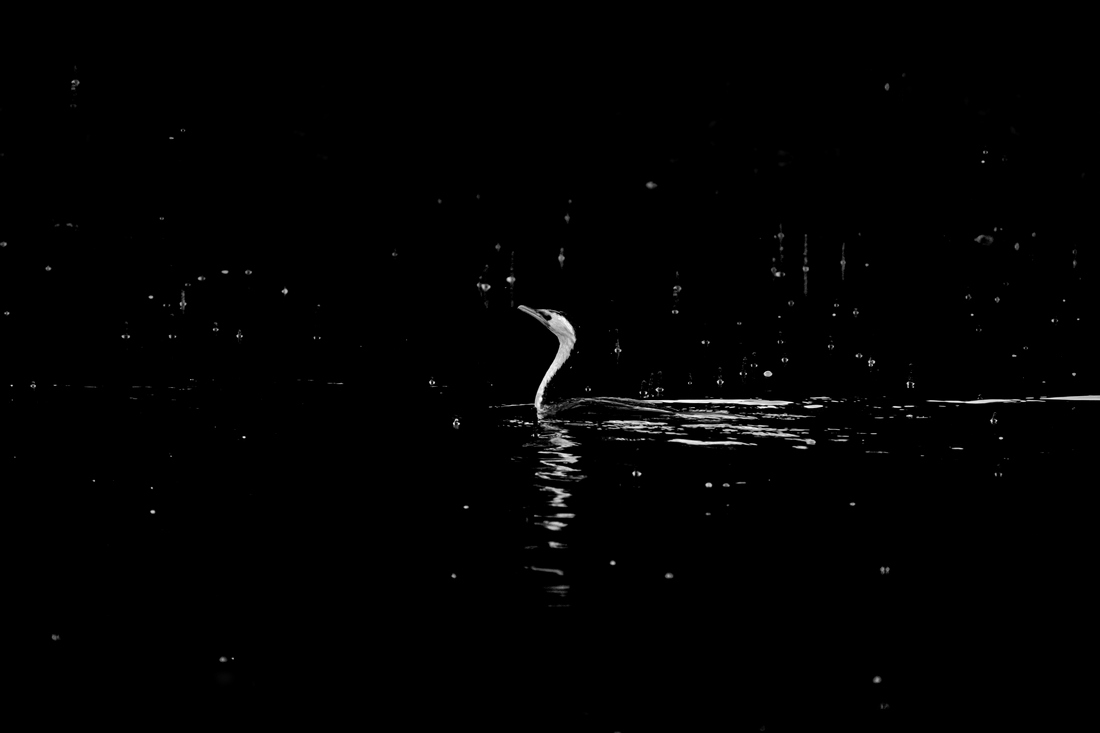 Birds along the River