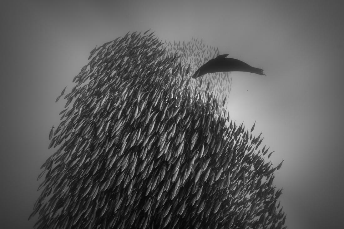 A school of mackerel and a sea lion
