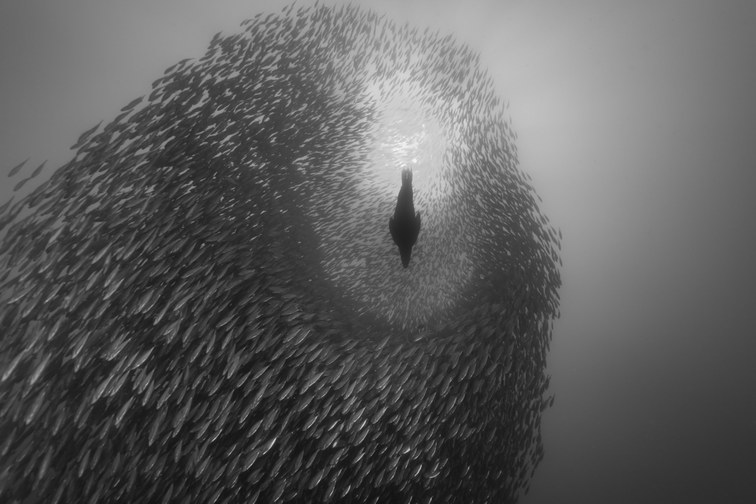 A school of mackerel and a sea lion