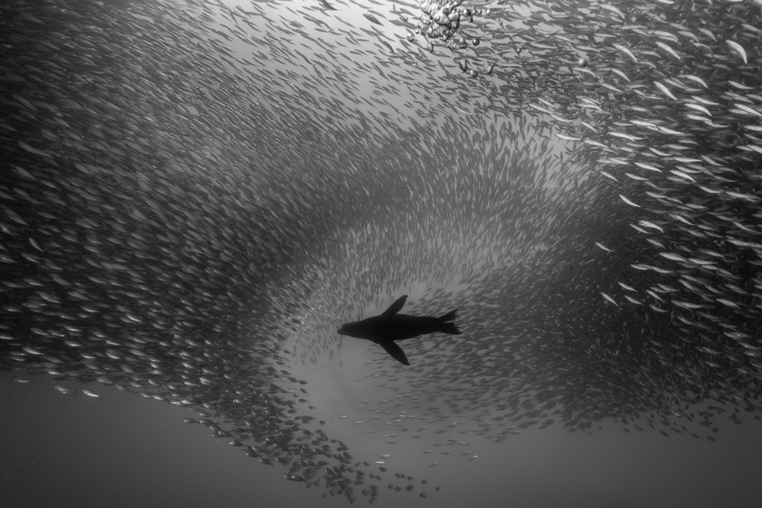 A school of mackerel and a sea lion
