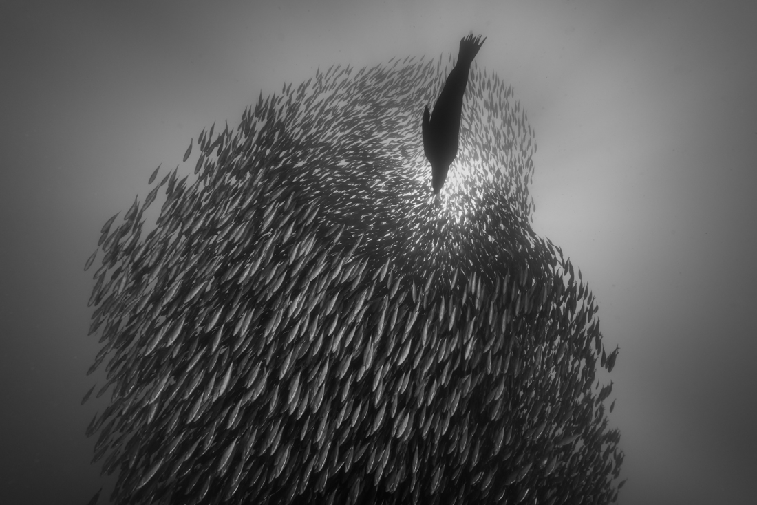 A school of mackerel and a sea lion