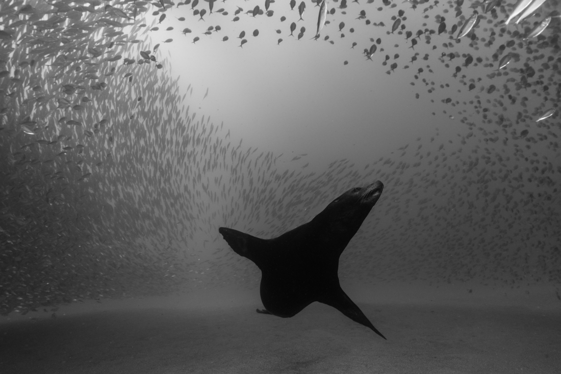 A school of mackerel and a sea lion