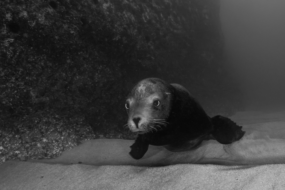A school of mackerel and a sea lion