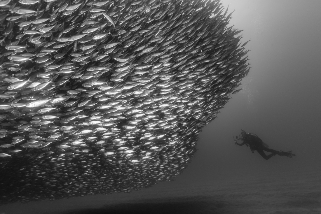 A school of mackerel and a sea lion